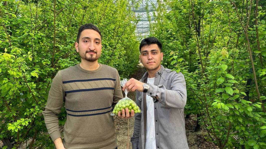 İlk hasadı yapıldı, fiyatı dudak uçuklatıyor: Erik çeyrek altın fiyatıyla yarışıyor 3